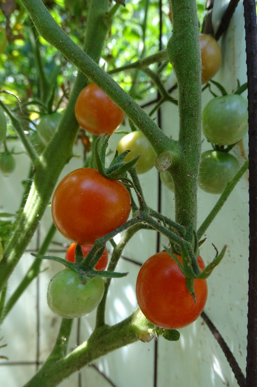 Farthest North Cherry Tomato