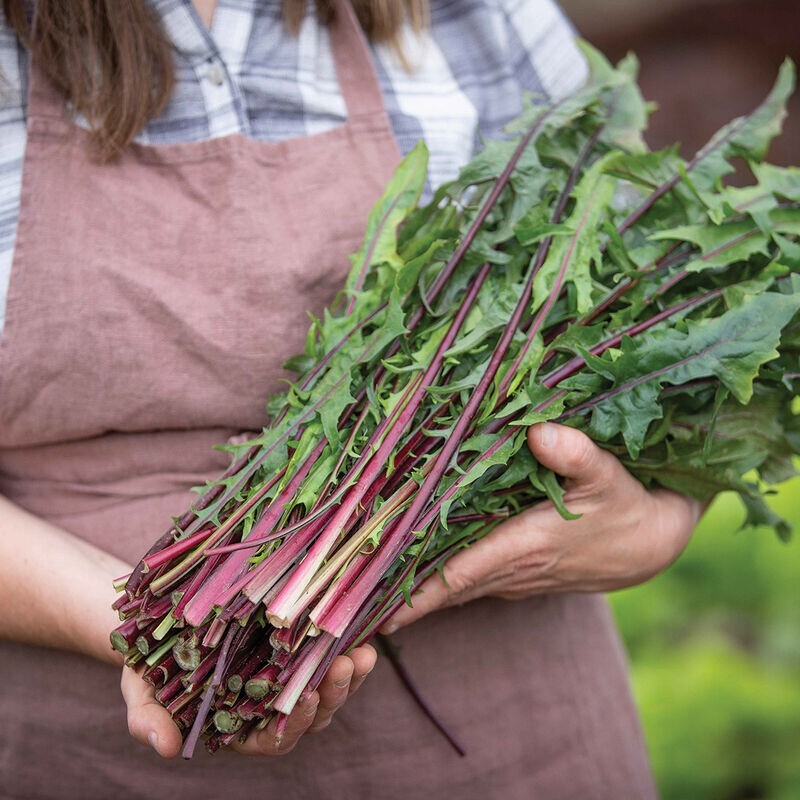 500 Red Stem Endive Italian Dandelion (Chicory) Seed Non-GMO Heirloom