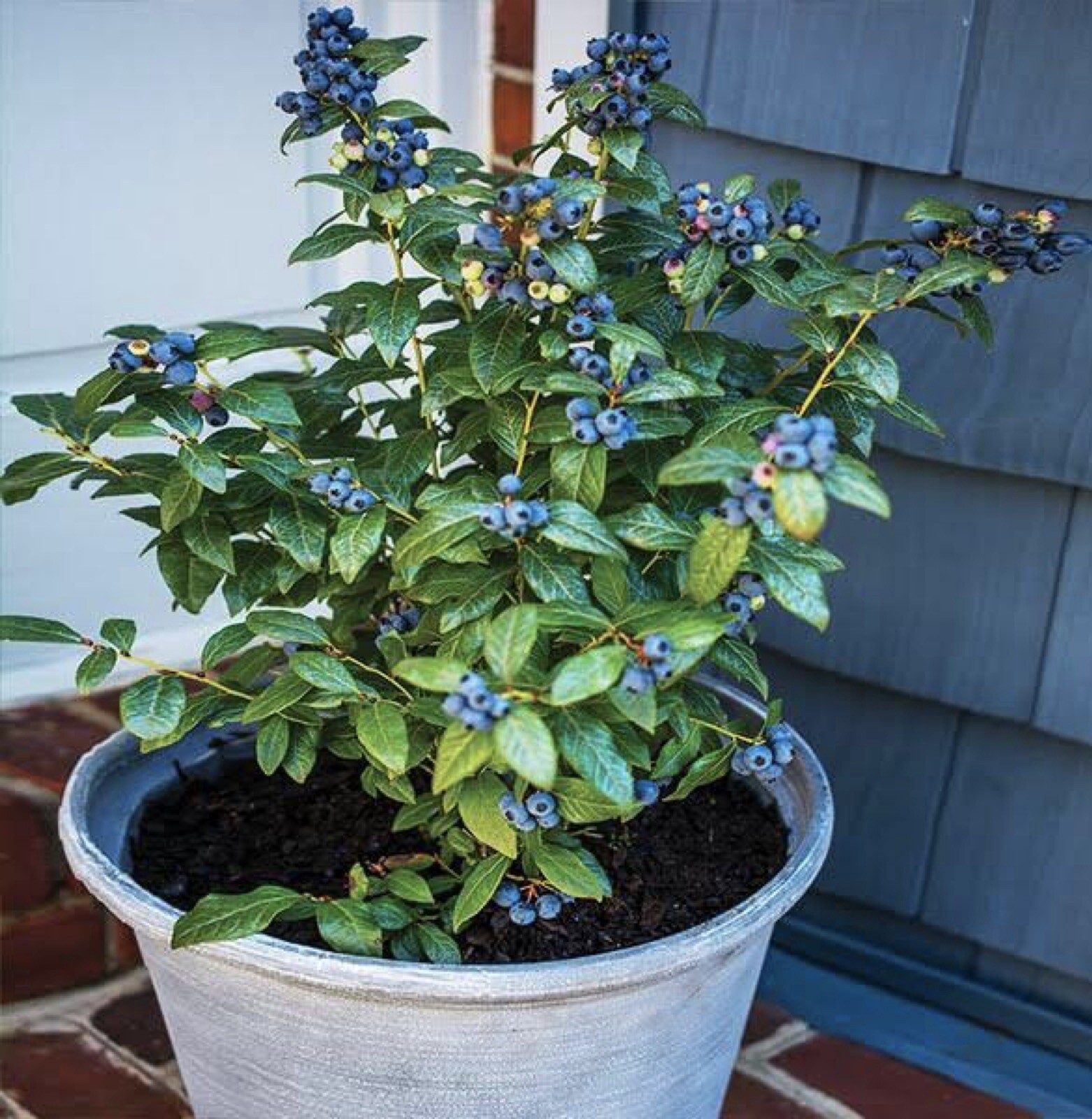 Blueberry ‘Top Hat’ (Vaccinium angustifolium) 4″ Pot
