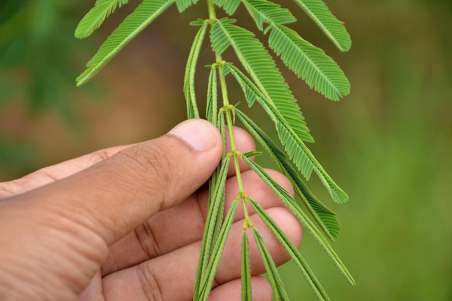 Mimosa Pudica Seeds – 100 Count of Shy Touch-Me-Not Plants for Sensory Gardening