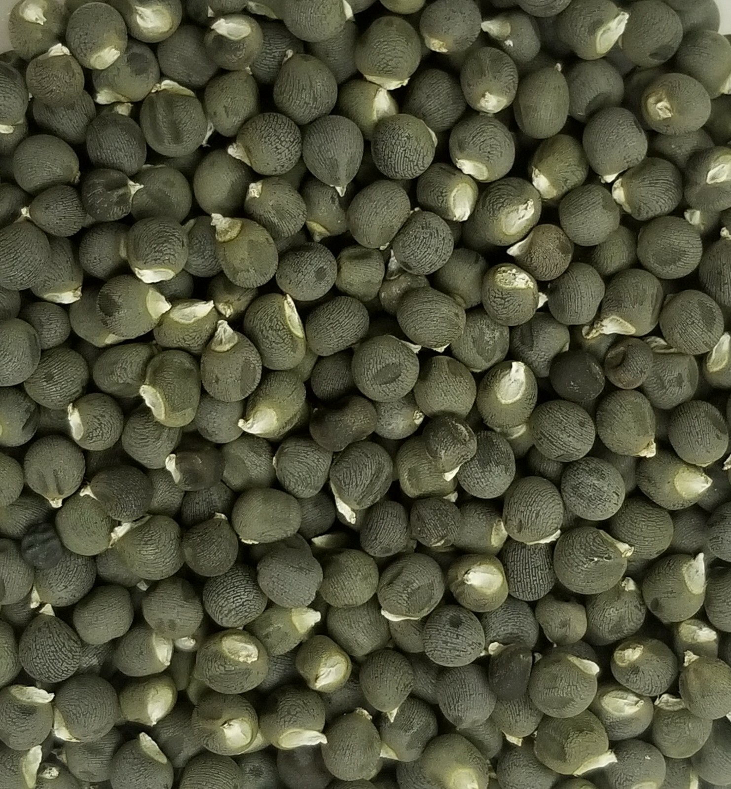 50+ Red Burgundy Okra Seeds (Abelmoschus Esculentus)