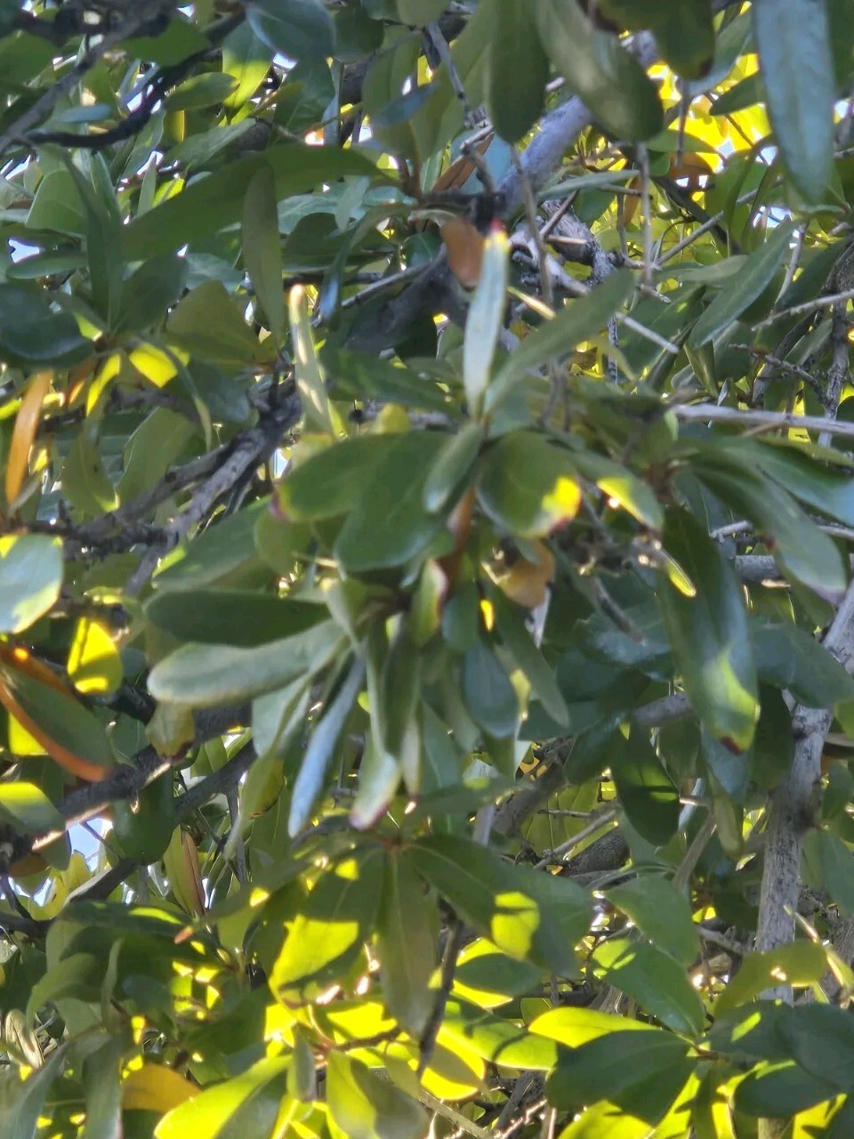 15 – QUERCUS VIRGINIANA, SOUTHERN LIVE OAK, DECEMBER 2024 ACORNS
