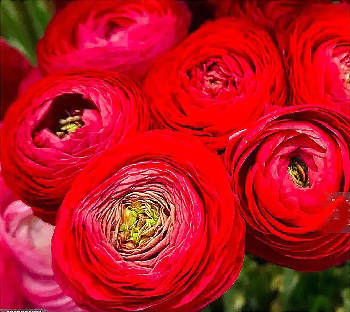 French Peony Mixed Ranunculus – 12 Largest Size Corms, Premium Ranunculus Bul…