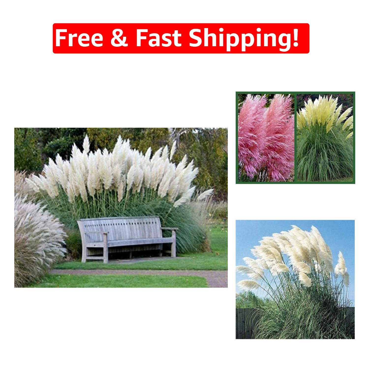 1,000 Exotic White Pampas Grass Seeds – Perfect for Indoor and Outdoor Beauty
