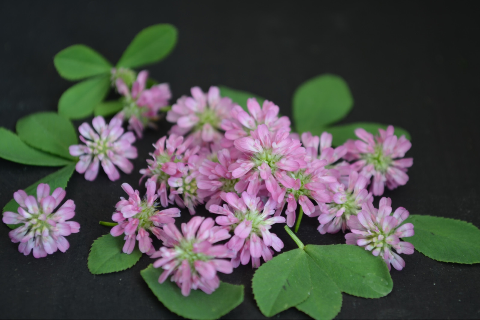 eNhance Persian Clover for seeding Ariomatic, builds soil, weed suppressor – 5#