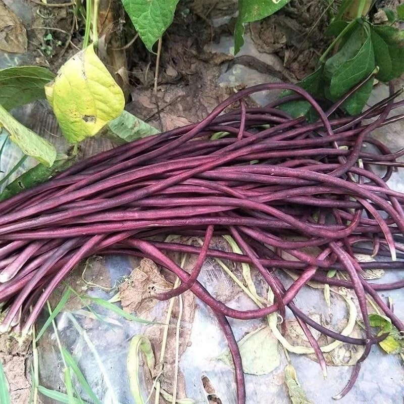 25+ Mixed Yard Long Bean Seeds Green or Purple Red Asian Chinese Long Bean Ve…