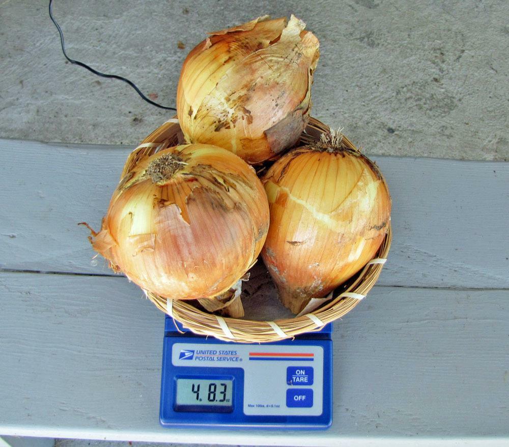 YELOW SWEET SPANISH ONION SEEDS NON-GMO many uses fantastic flavor HEIRLOOM SEED