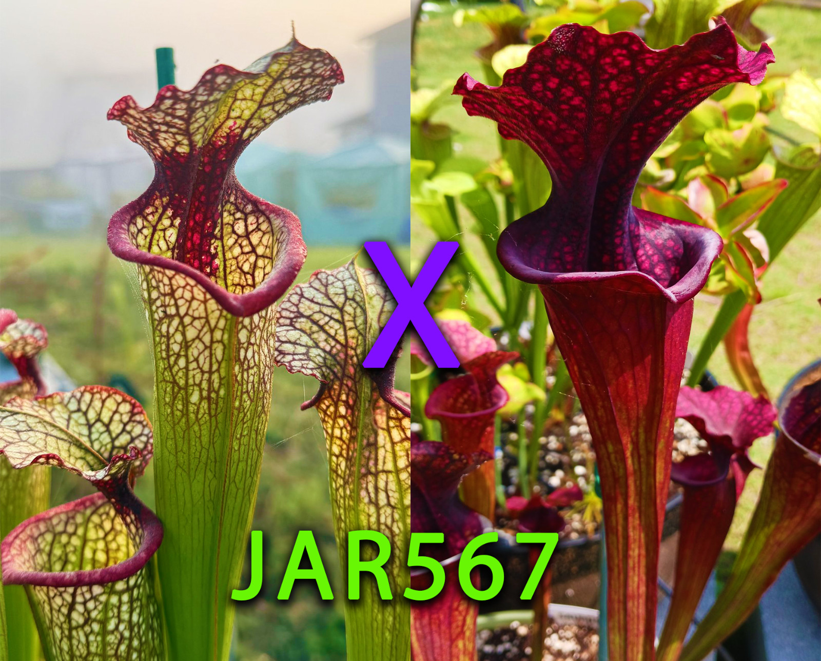 Sarracenia Seeds – JAR567 Leah Wilkerson x Saurus