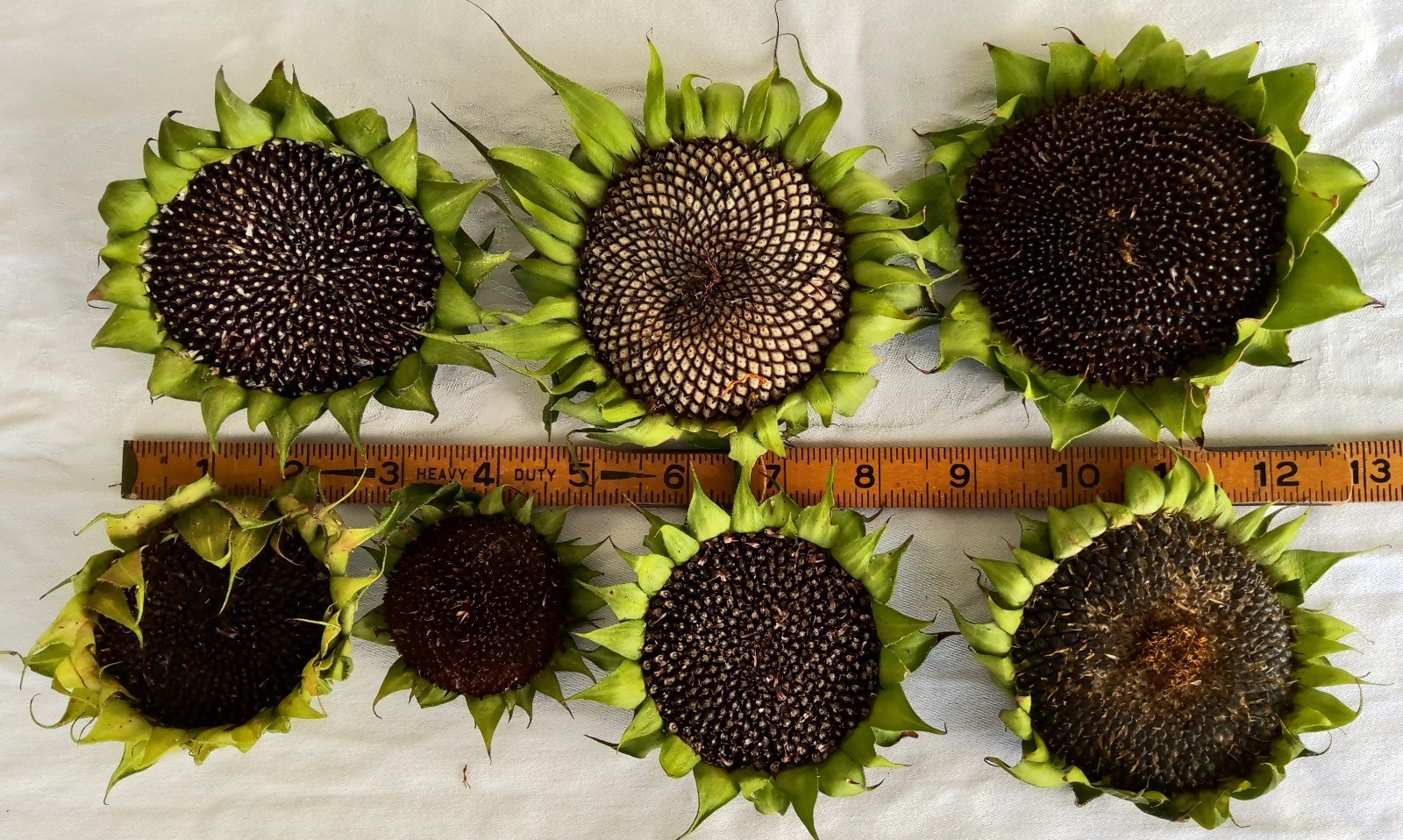 Lot of 3 Dried Sunflower Heads 3″ to 4″ for Pets Birds Crafts Etc Pesticide Free