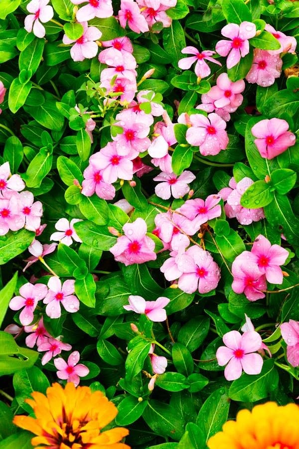 Periwinkle Flower Seeds for Planting – 1000+ Mixed Vinca Colors, Non-GMO