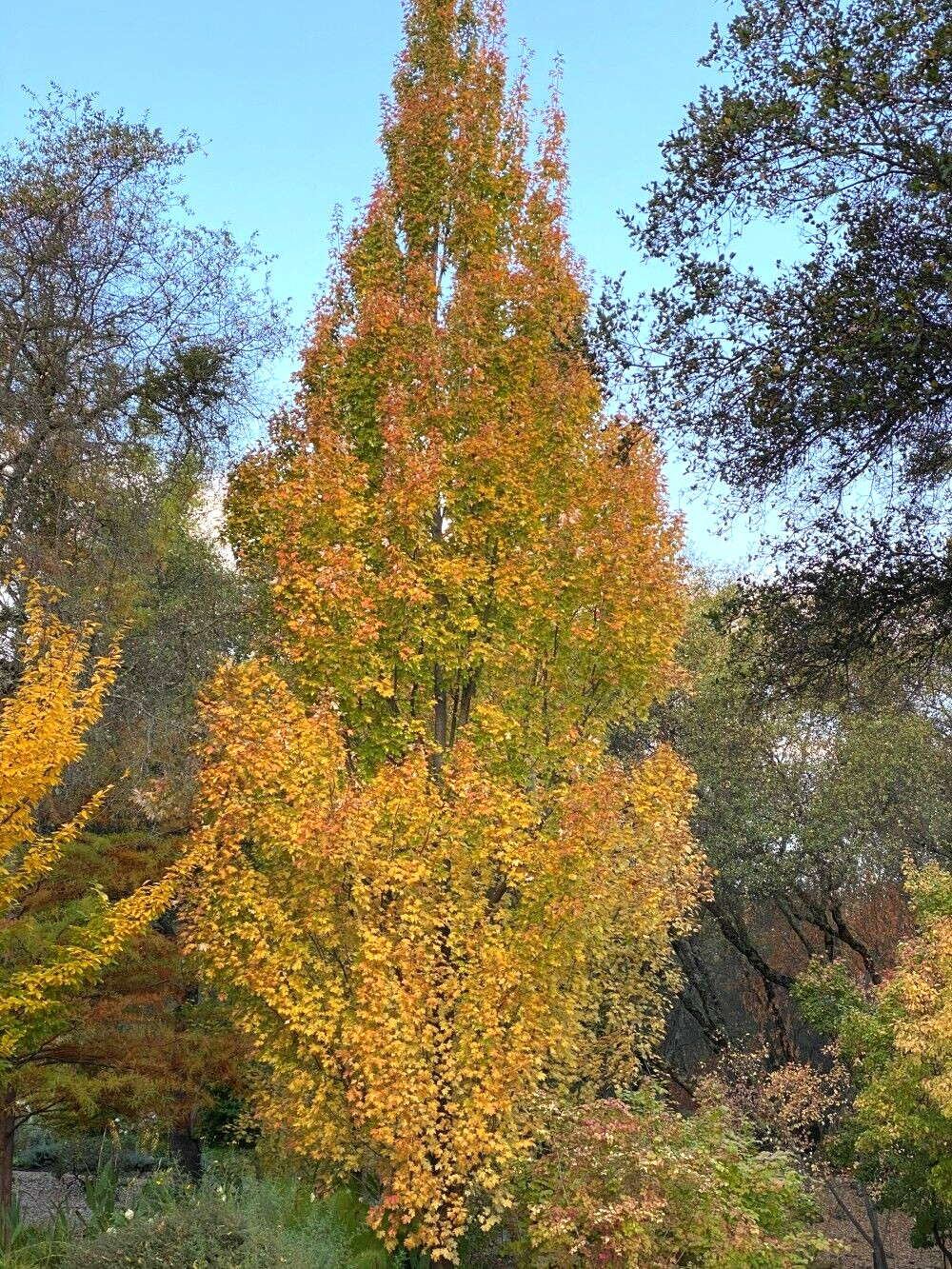 20 COLUMNAR SUGAR MAPLE SEEDS – Acer saccharum ‘Columnare’