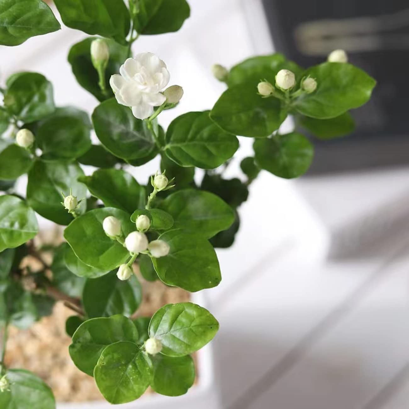 100+ Non-GMO Climbing Jasmine Seeds – Fragrant Evergreen Plant for Garden