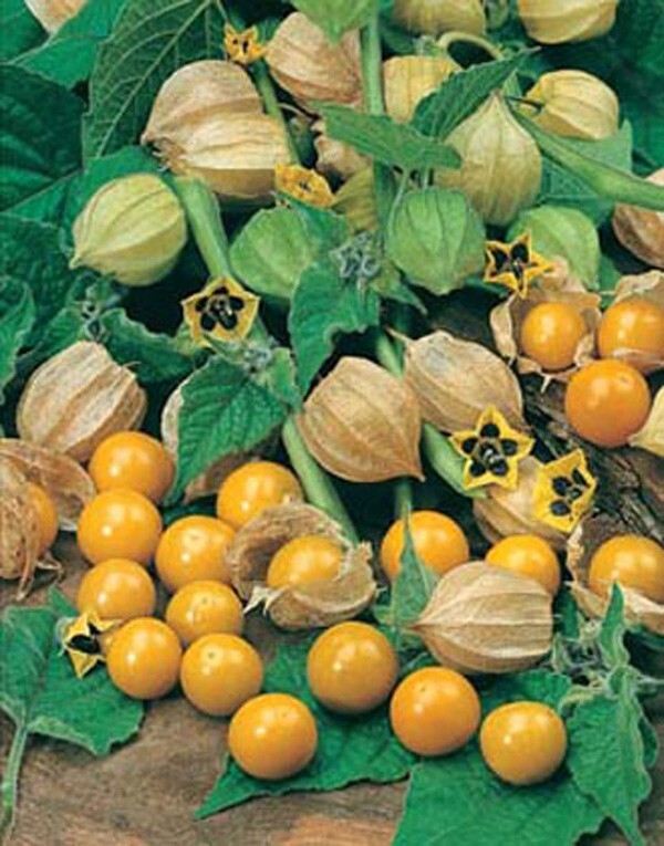 Physalis peruviana Cape Gooseberry 10 seeds