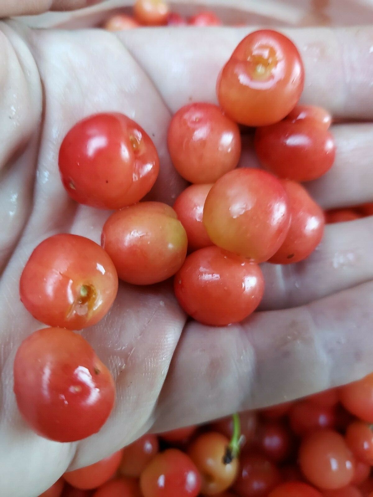 Cherry Tree Seeds |Montmorency Sour Cherry NON-GMO | Missouri Orchard | 30 seeds