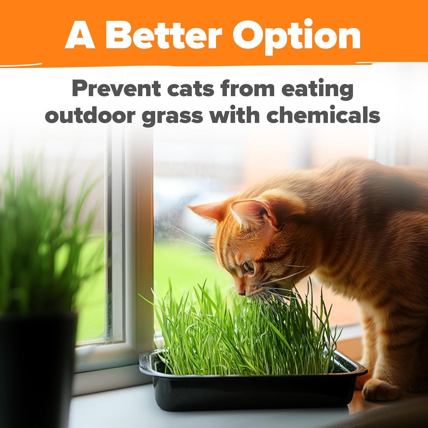 Organic Cat Grass Seeds Pack 8oz – 7200 Non GMO Heirloom Oat & Barley Grass S…