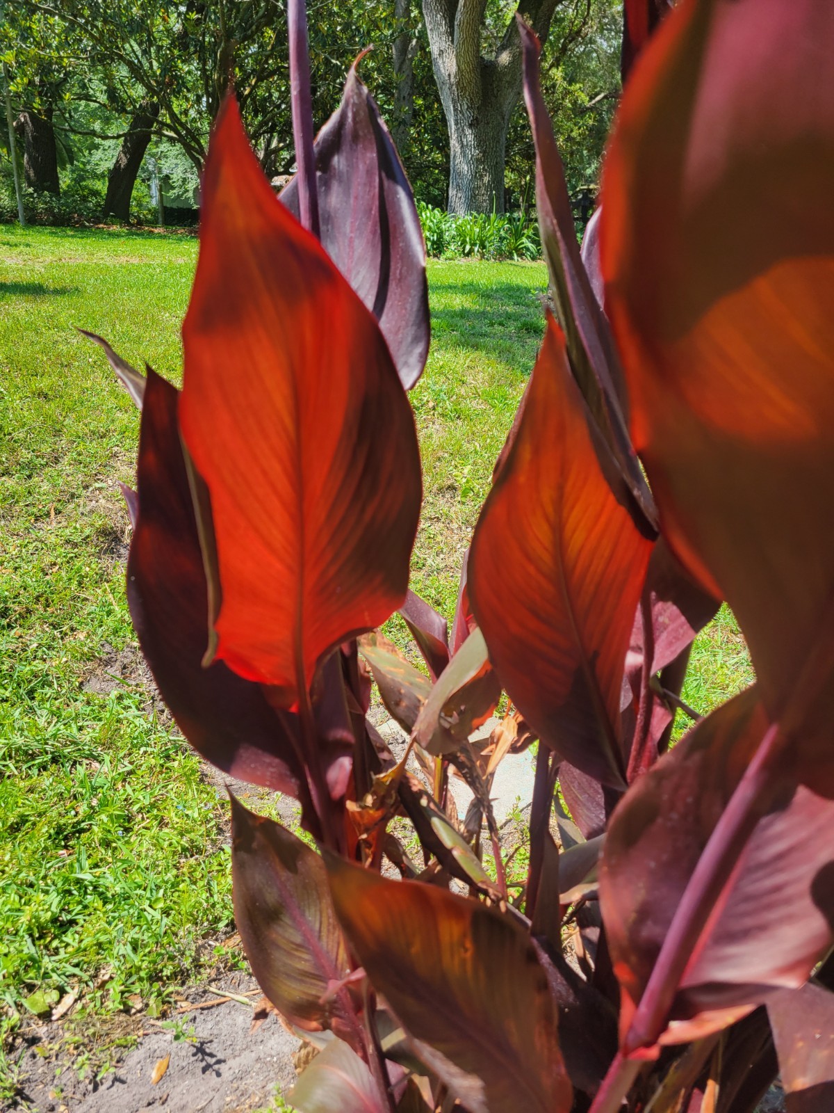3 Tropicana Black Canna Lily Rhizome Bulb Red Blooms So Easy Fast Grower
