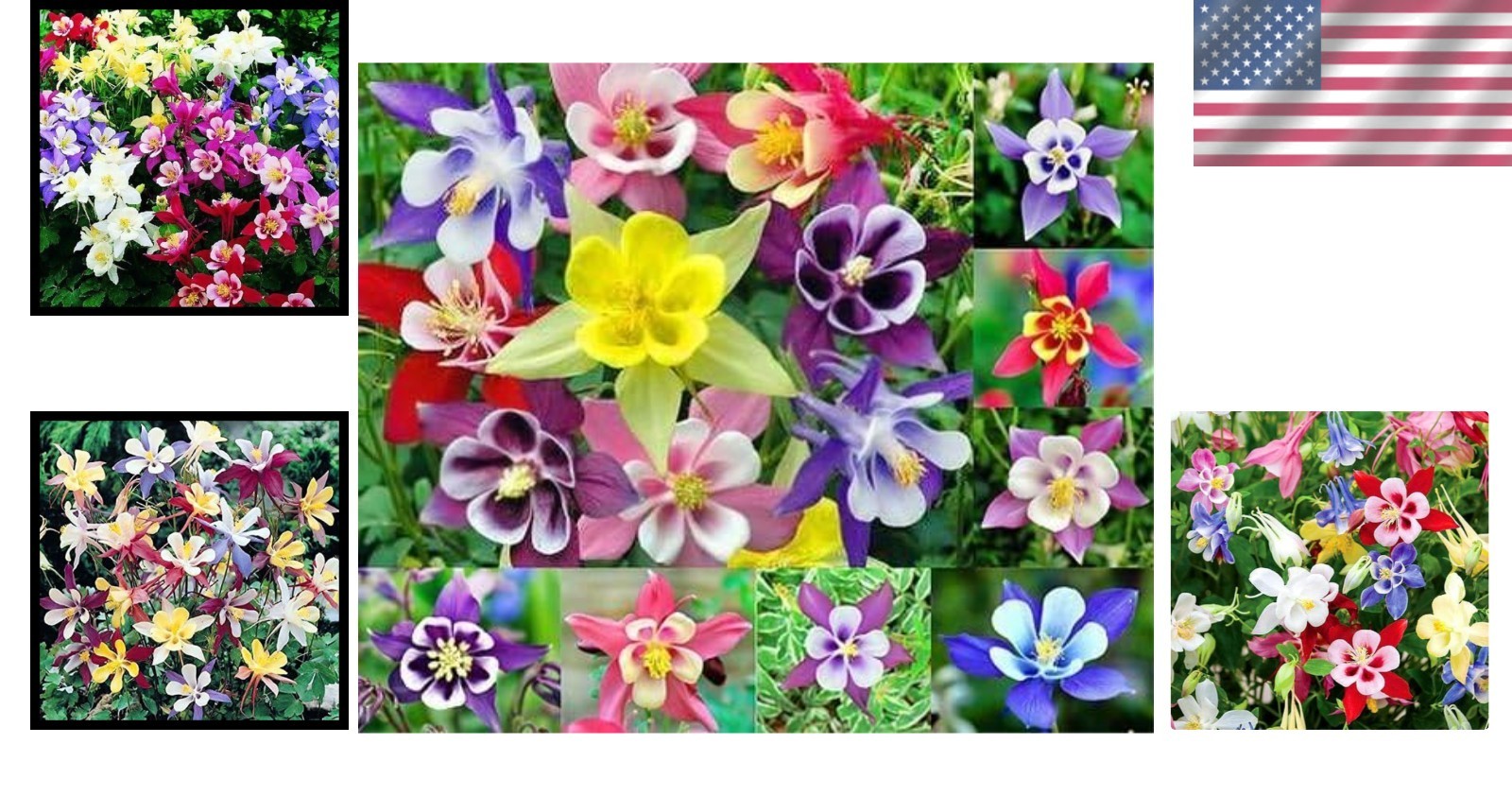 200 Heirloom Columbine McKana Giants Flower Seeds – Vibrant, Perennial Blooms
