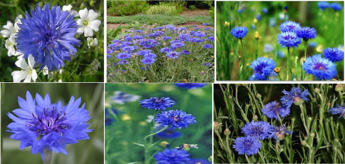 BLUE BACHELOR BUTTONS OR WILD PERENNIAL BLUE CORN FLOWER 50 + SEEDS USA Seller