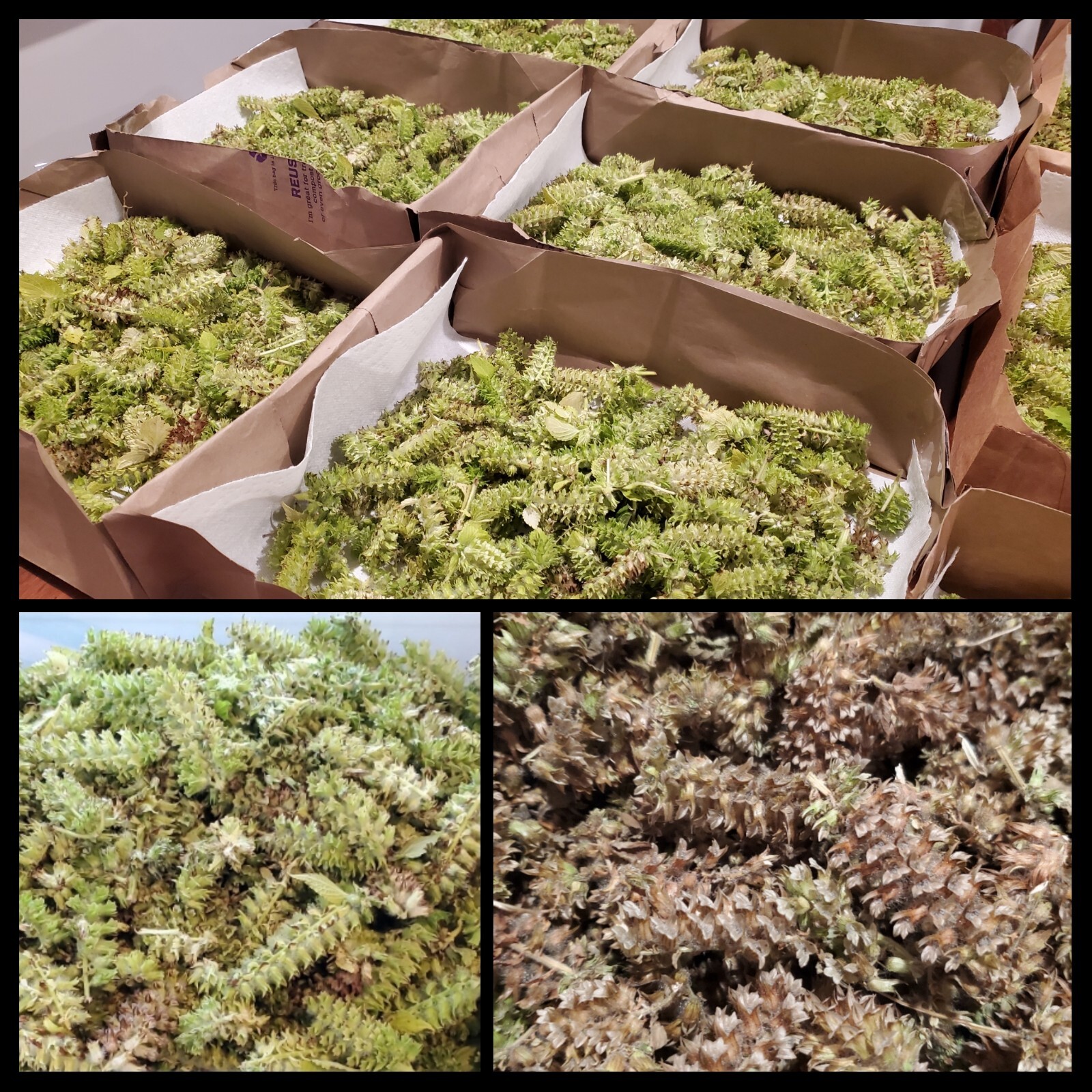 Organic Korean Perilla seeds, 1000ct, Hand tended & harvested, NEW CROP 들깨 깻잎 씨앗