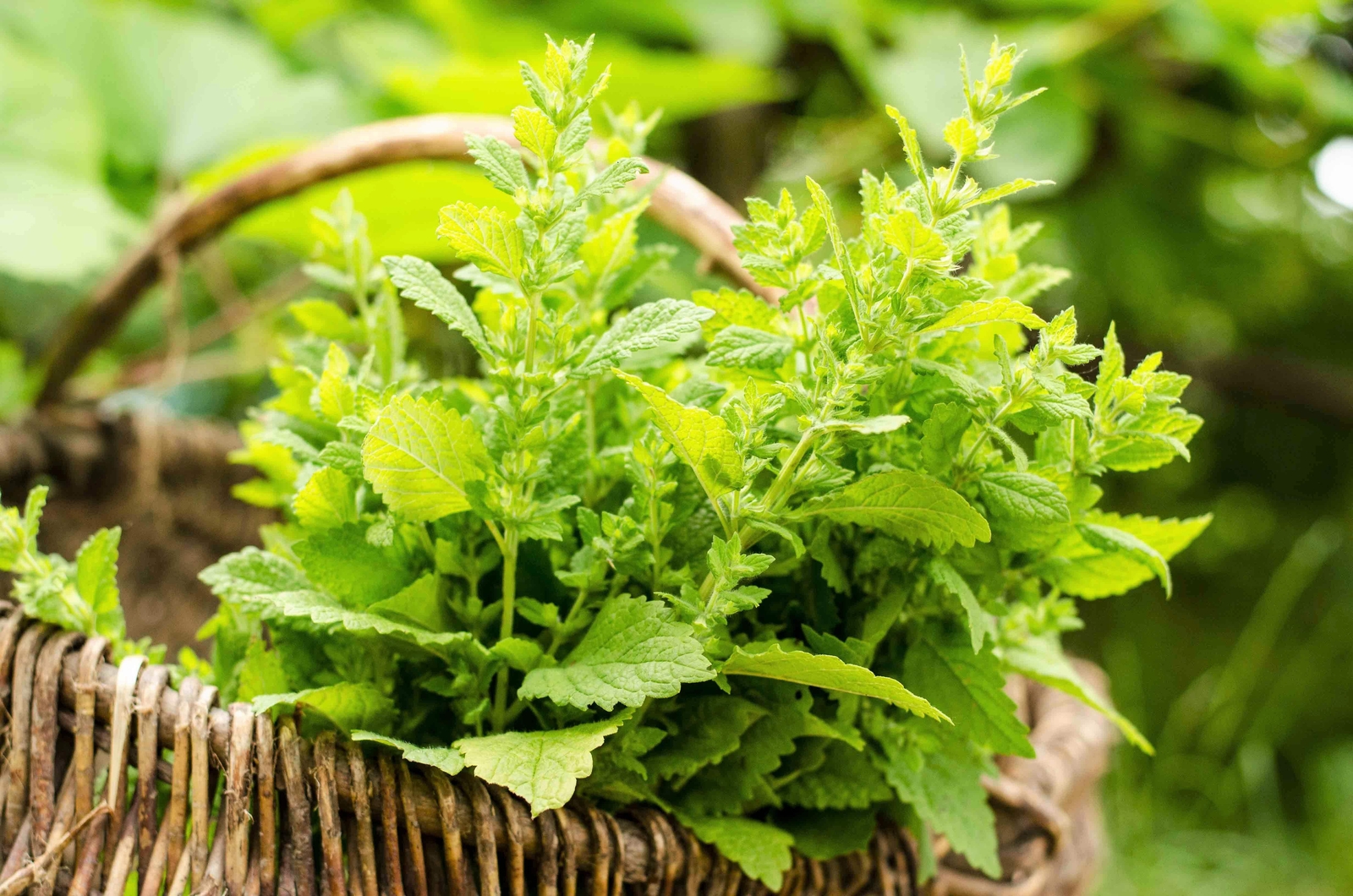1500 LEMON BALM Lemonbalm Fragrant Herb / Flower Seeds *Flat S/H
