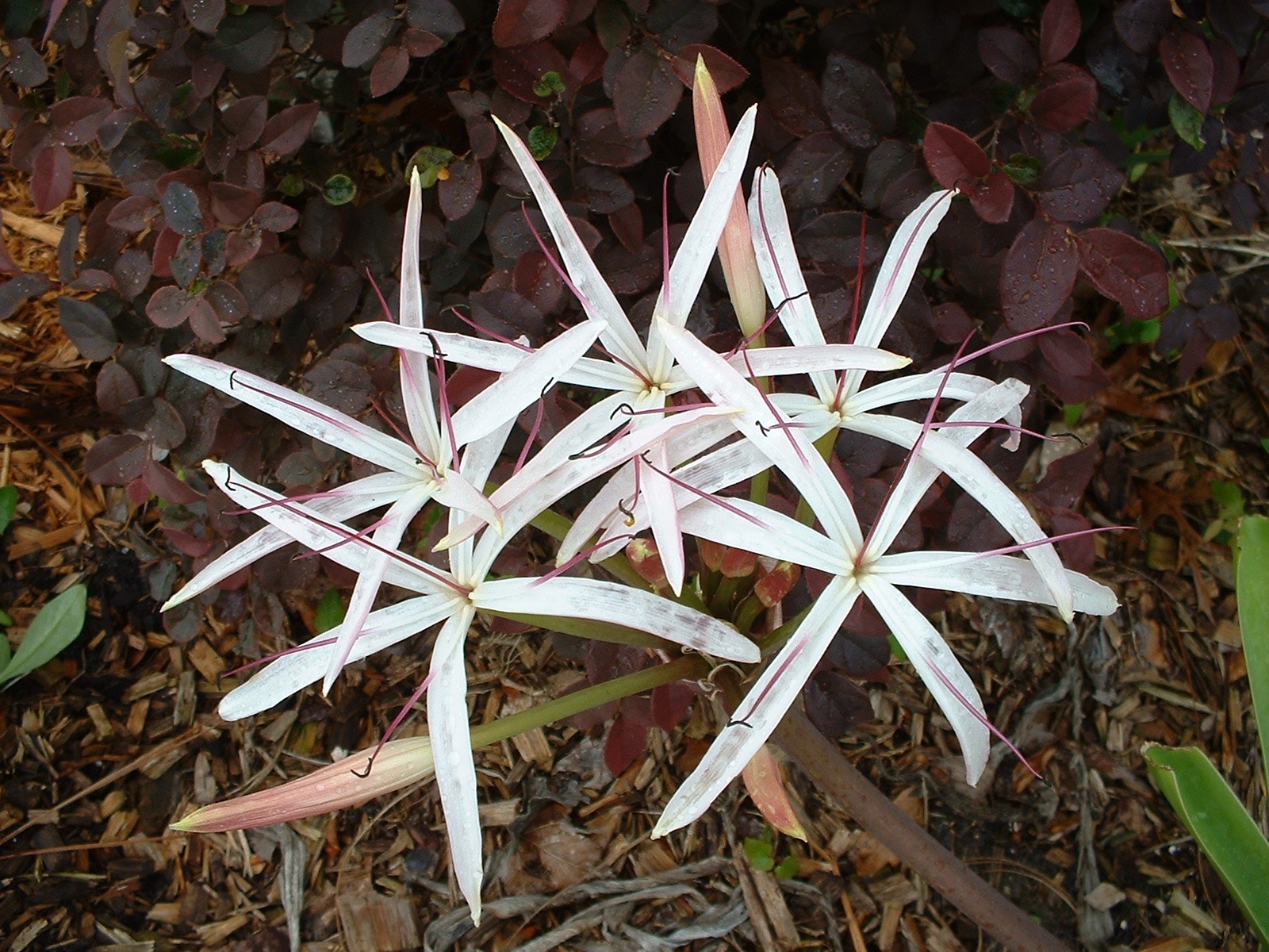 Crinum Lily, Ligulatum (species), medium-size bulb, NEW, very unusual