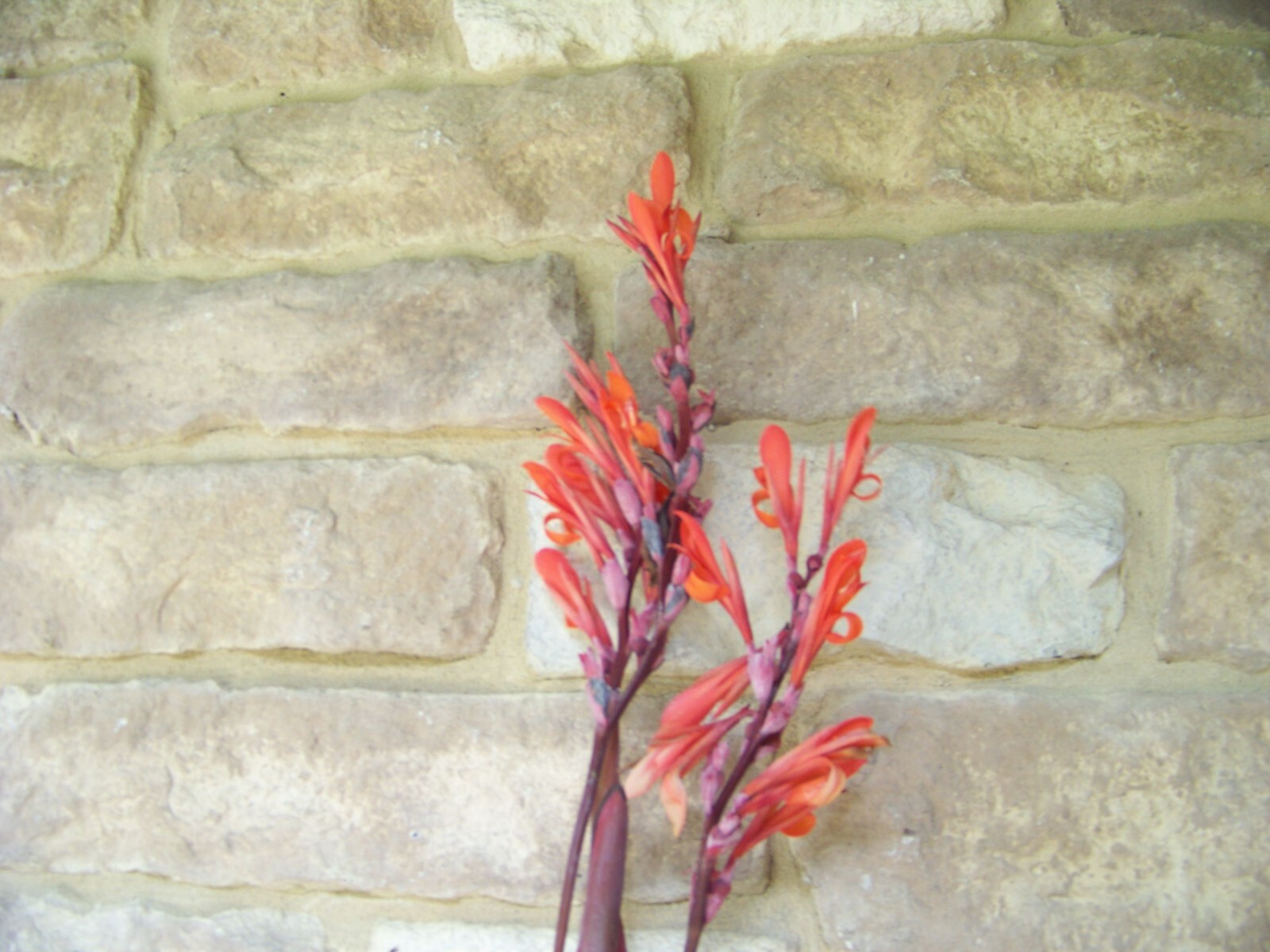 5 Canna Lily Bulbs – Red Blooms – Burgundy / Green Leaves