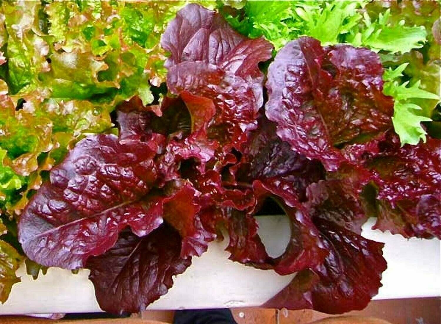 1000 RED SALAD BOWL LETTUCE SEEDS ~ heirloomseedguy ~ 2026 ~ NON-GMO