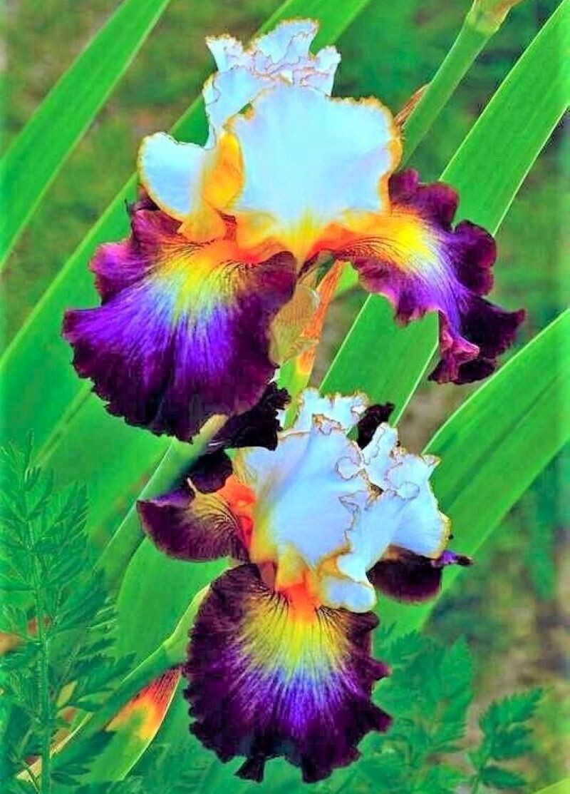 100 Iris Seeds Much Less Money Than Bulbs