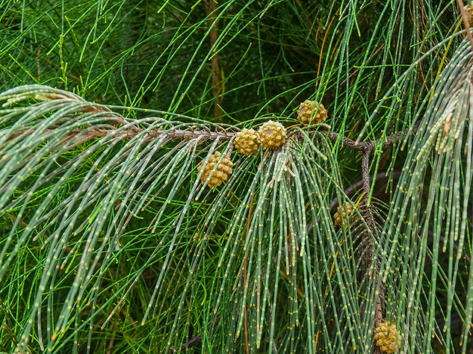 Australian Beach Pine Tree | Premium Seeds | Casuarina equisetifolia | Plants’®