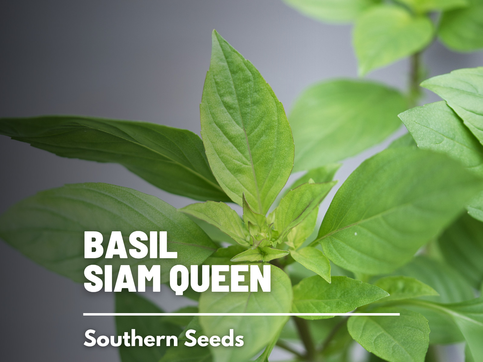 Basil, Siam Queen (Thai) – 250 Seeds – Heirloom Culinary & Medicinal Herb – Non-