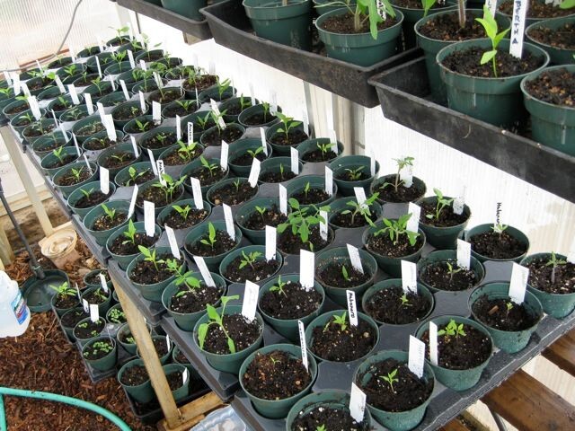 Emergency Survival Seeds 25 Variety Tomato Seed Cache Cherry, Beefsteak and Roma
