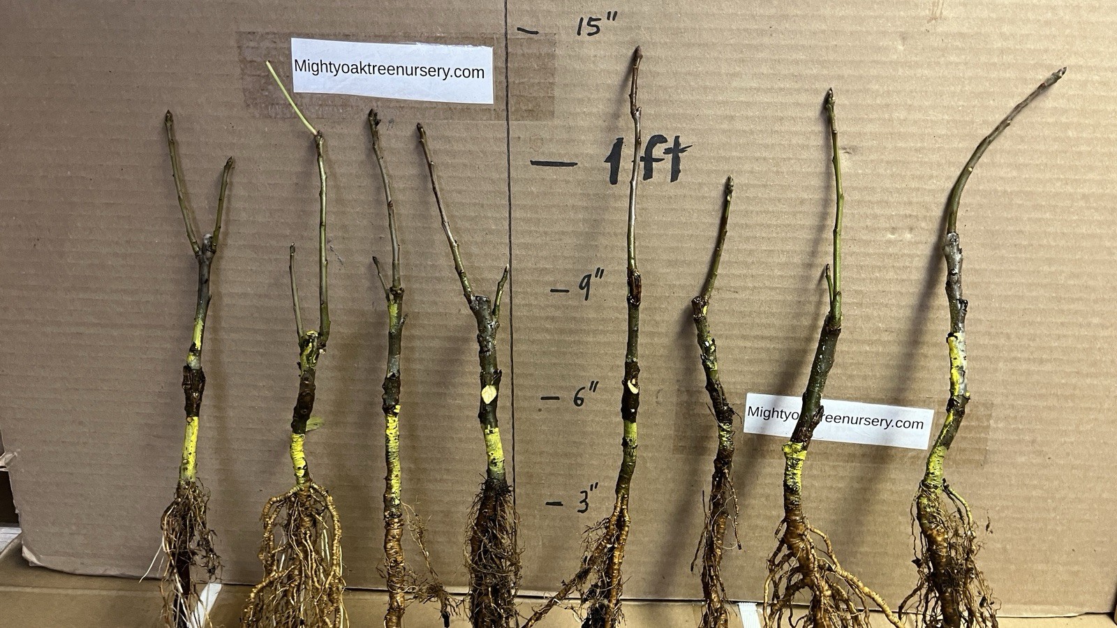 6-10” tall Golden Sentinel Columnar apple tree grafted, roots wrapped