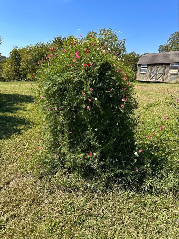 Organic Cypress Vine Flower Seeds – Annual Variety