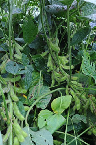 Bean Edamame Midori Giant Garden Vegetable by Seed Kingdom 1 Oz Seeds
