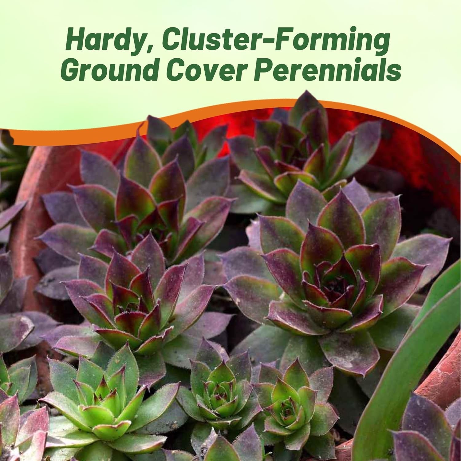 500 Seeds Sempervivum Drought Tolerant Hens And Chicks Ground Cover Plant Seeds