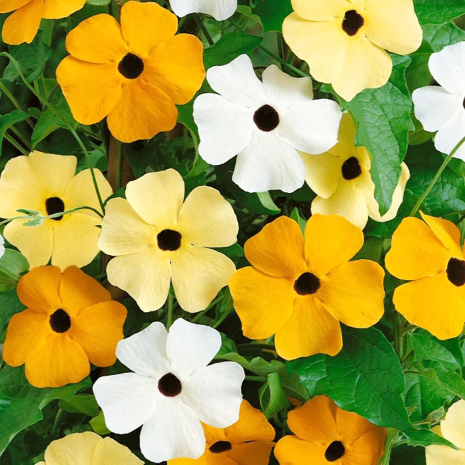 White Black-Eyed Susan Vine Thunbergia – Elegant Black and White Blooms on a …