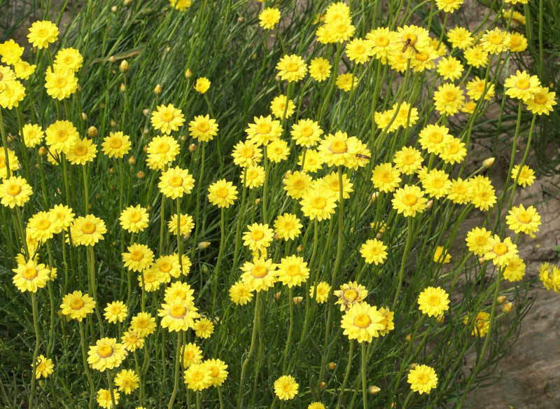 250 Yellow Star Strawflower Seeds Helichrysum subulifolium
