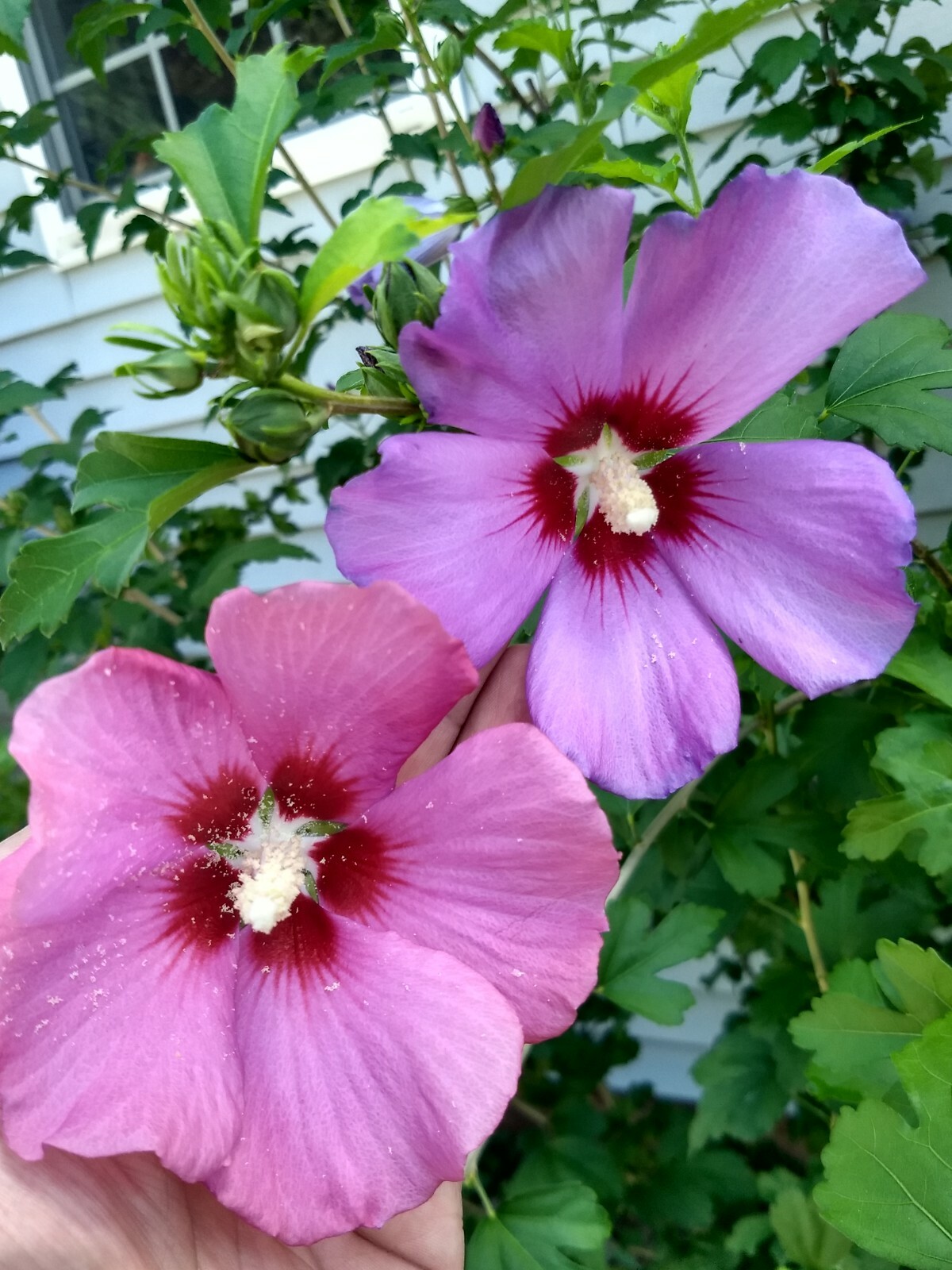 50+ Pink or Purple Rose of Sharon Seeds (Hibiscus syriacus, Aphrodite Althea)