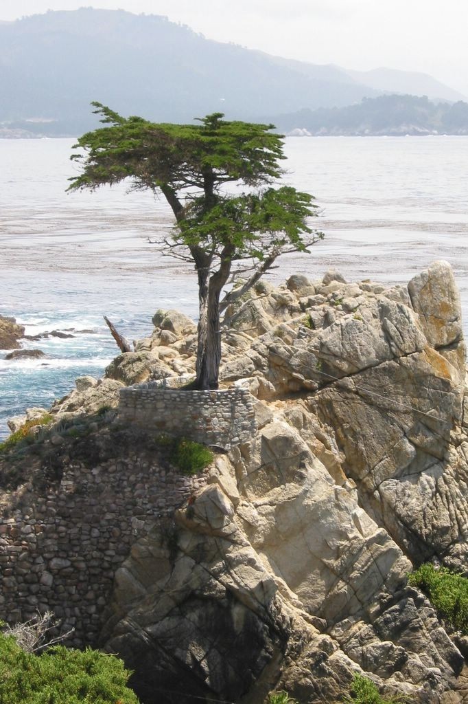 Hesperocyparis macrocarpa | Cupressus | Monterey Cypress | 10_Seeds