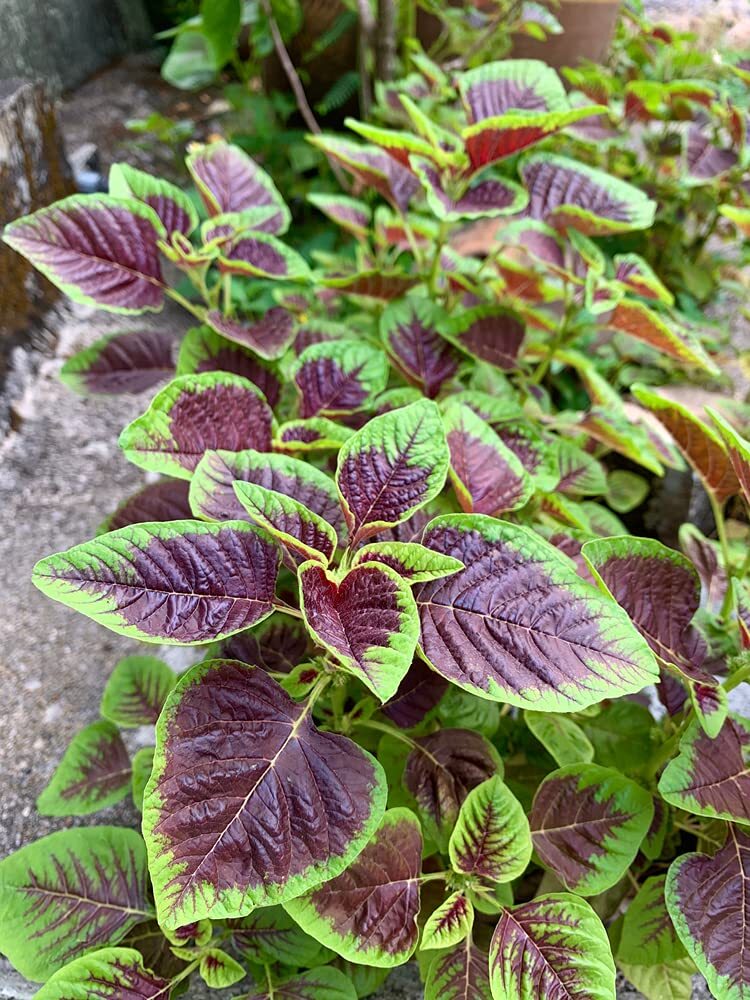 Striped Spinach Seeds for Planting – 500+ Seeds – Ships from Iowa, USA. Very Hea