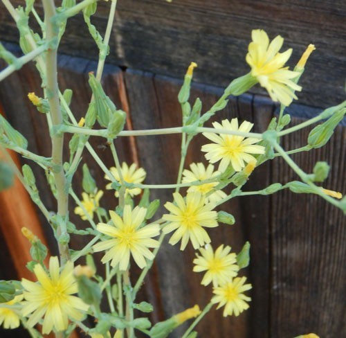 50+ Wild Lettuce Seeds (Lactuca serriola) Prickly Opium Lettuce Medicinal Herb