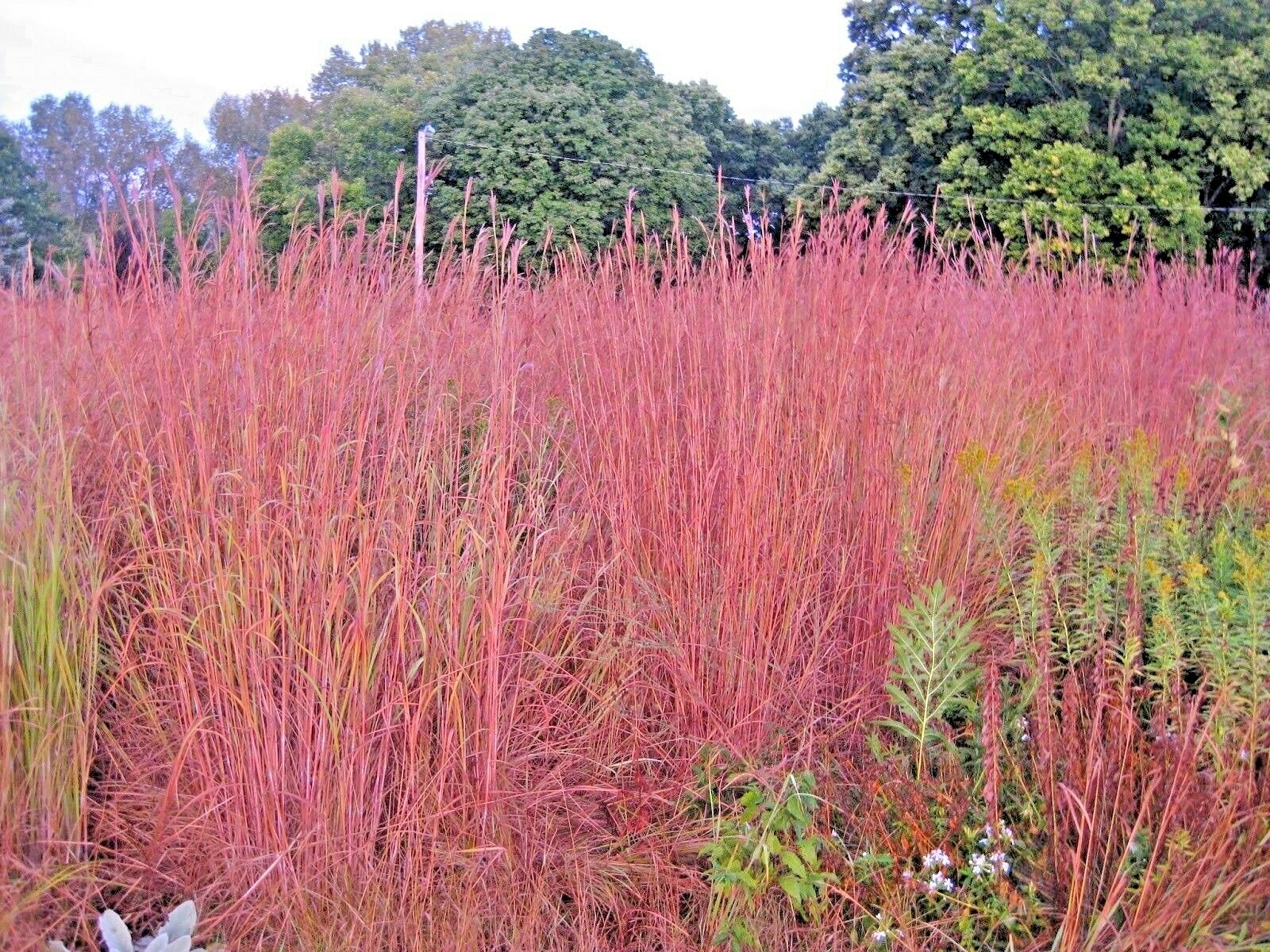 500+BIG BLUESTEM Seeds Native Tall Grass Prairie Ornamental Drought Heat Cold