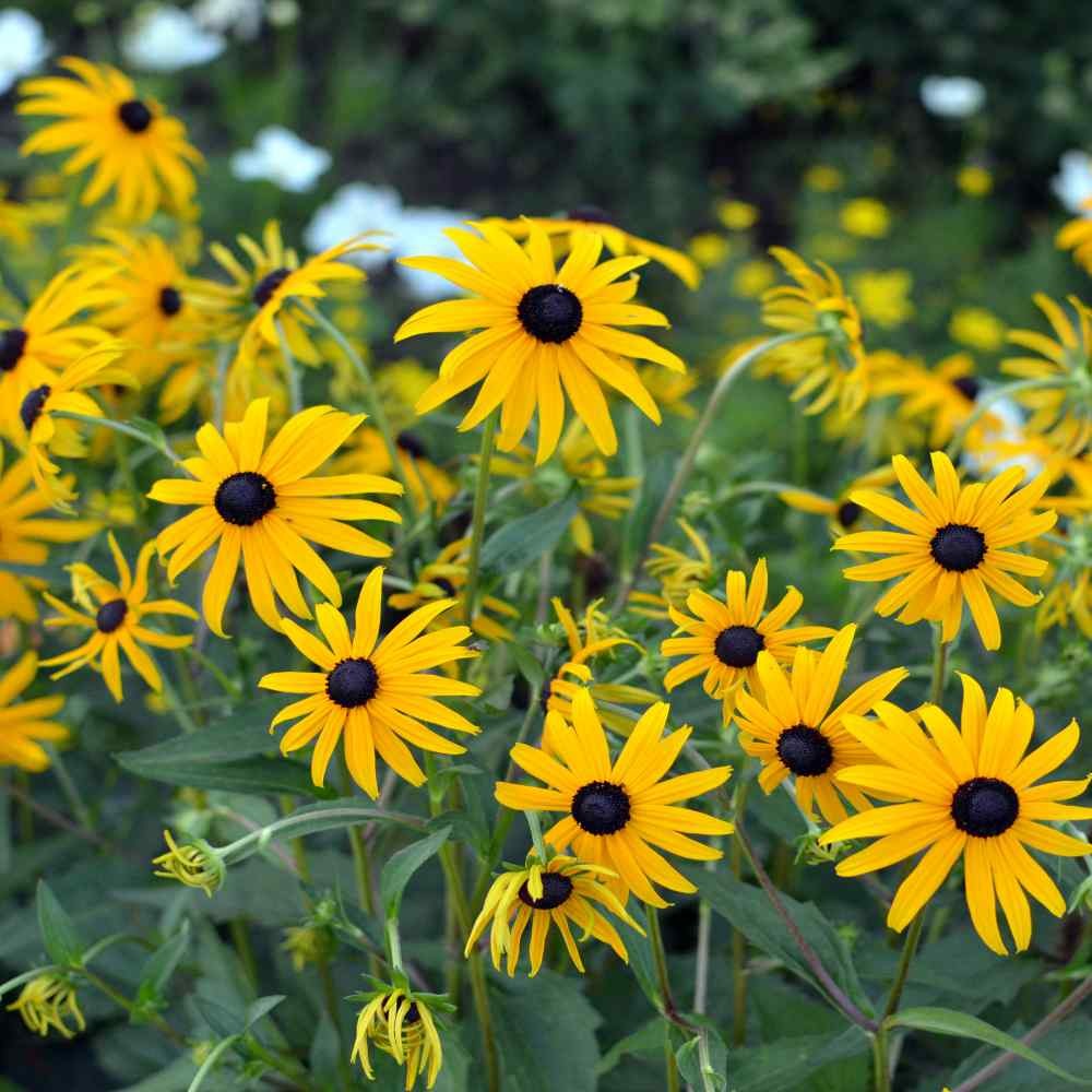 200 Seeds Echinacea Paradoxa Drought Tolerant Xeriscaping Yellow Coneflower