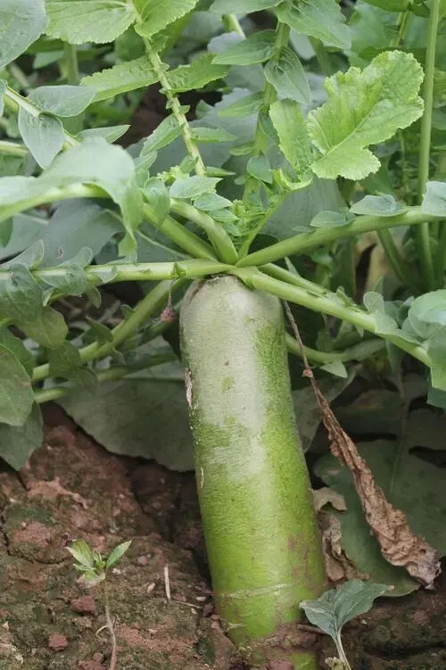 Turnip -No-Spicy General