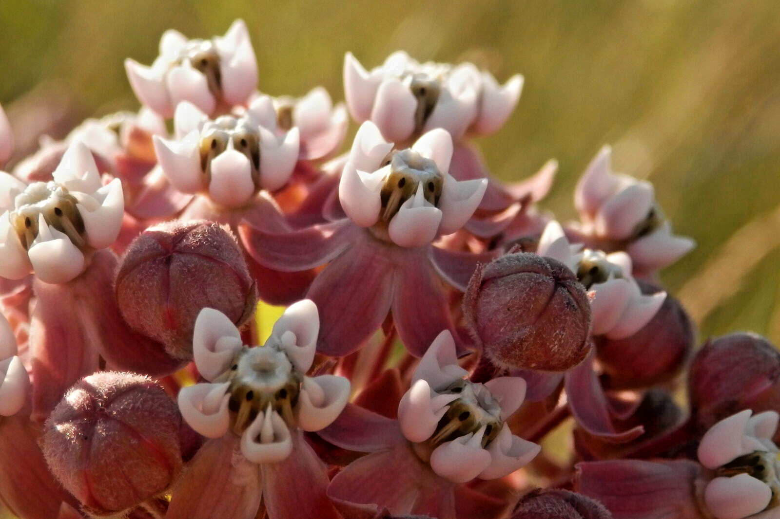 500 COMMON MILKWEED Seeds (Asclepias syriaca) Hardy Flower ATTRACTS BUTTERFLIES!