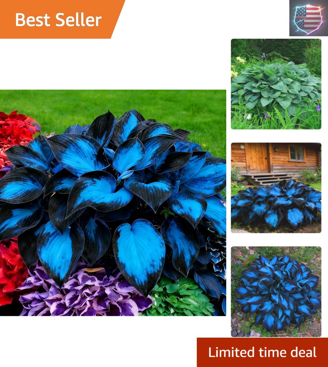 Hosta Seeds for Planting, 300+pcs Rare Perennial Hosta Flower Seeds, Non-GMO …