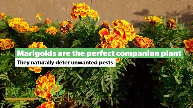 5600+ Marigold Seeds Mix for Planting Outdoors – Dainty, Petite & Sparky Varieti