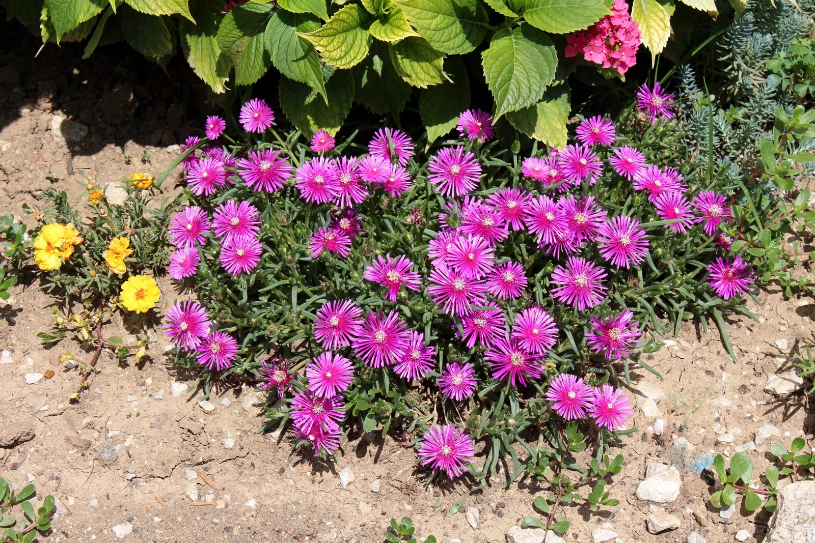 25 TABLE MOUNTAIN ICE PLANT Magenta Fuchsia Delosperma Cooperi Flower Seeds