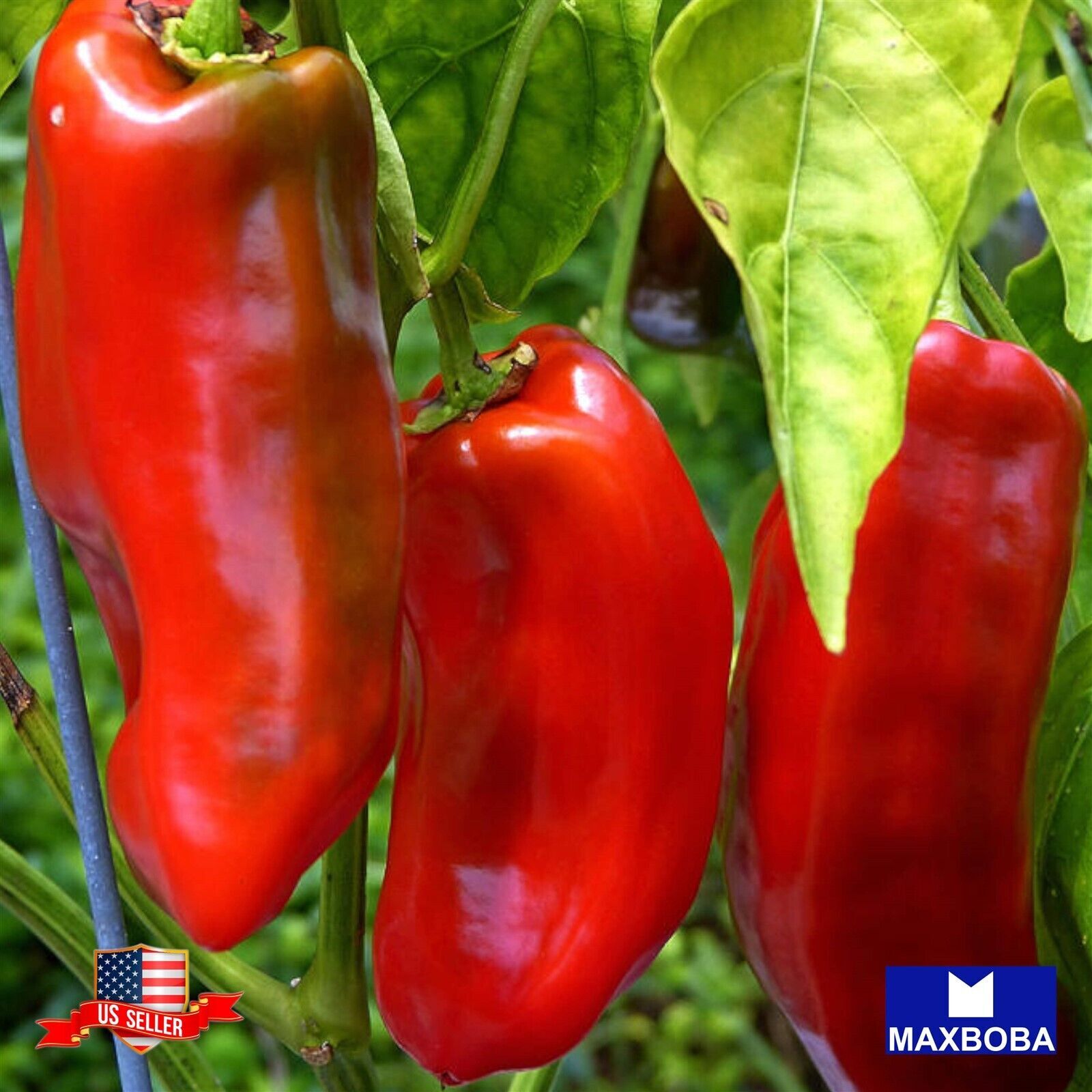 Pepper Seeds – Sweet – Marconi Red Non-GMO Heirloom Vegetable