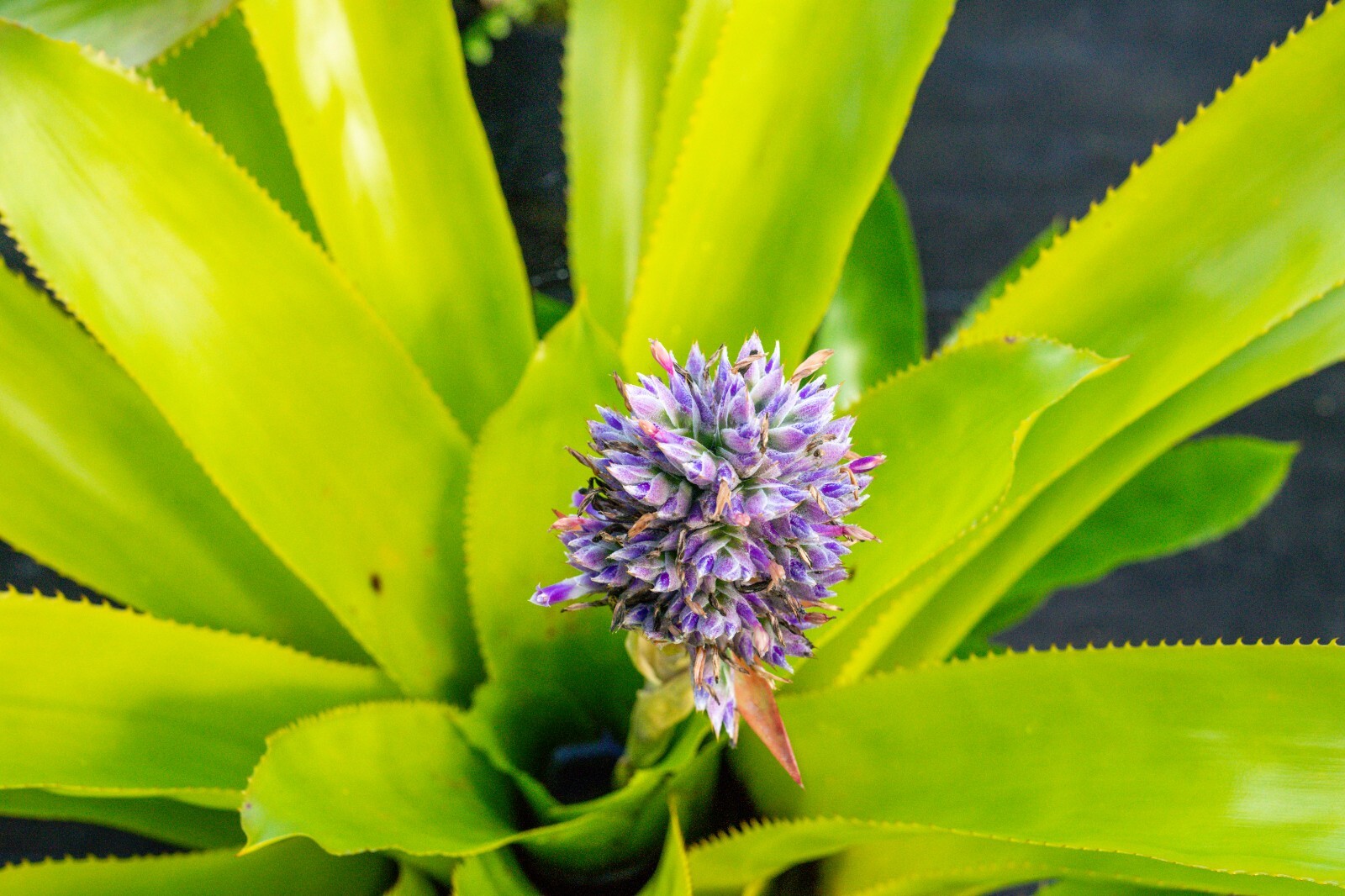 Aechmea Smithiorium 9″ pot – live plant